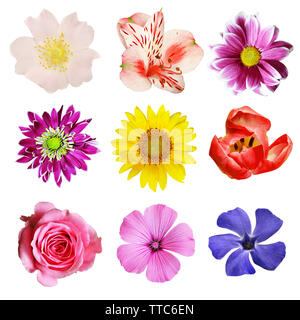 Set aus bunten Blumen isoliert auf weißem Stockfoto