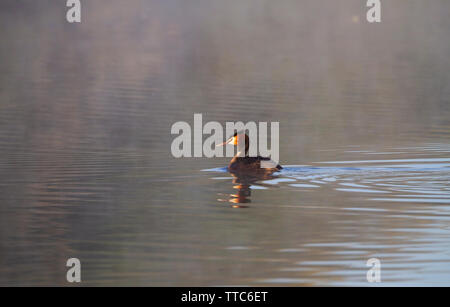 Haubentaucher am See am frühen Morgen Licht Stockfoto