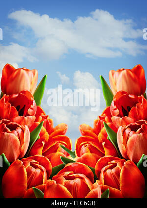 Rote Tulpe Blumen auf blauen Himmel Hintergrund Stockfoto