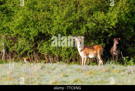 Red Fox und Damwild emerging bis in den frühen Morgen die Sonne Stockfoto