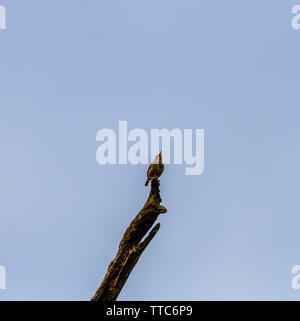 Wren singen von Zander auf toten Baum Stockfoto