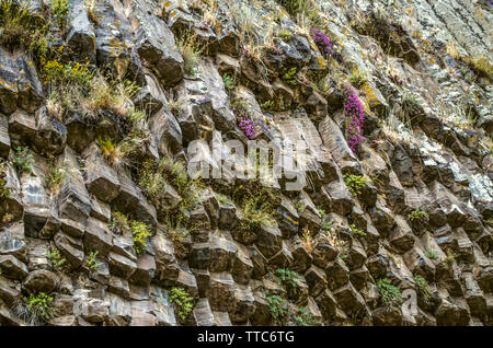 Kleine Blumen und Gräser wachsen in Spalten von Basaltsäulen Steine zerstören auf Felsen im Garni Schlucht in Armenien Stockfoto