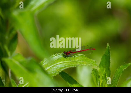 Große rote damselfly thront auf Blatt Stockfoto