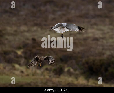 Ein paar der Henne Harriers (Circus cyaneus) eine dramatische Essen pass durchführen, bevor Frau kehrt zum Nest mit der Beute, North Uist, Äußere Hebriden, Schottland Stockfoto