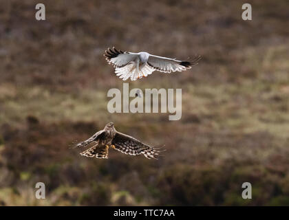 Ein paar der Henne Harriers (Circus cyaneus) eine dramatische Essen pass durchführen, bevor Frau kehrt zum Nest mit der Beute, North Uist, Äußere Hebriden, Schottland Stockfoto