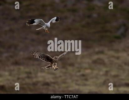 Ein paar der Henne Harriers (Circus cyaneus) eine dramatische Essen pass durchführen, bevor Frau kehrt zum Nest mit der Beute, North Uist, Äußere Hebriden, Schottland Stockfoto