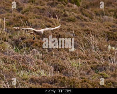 Weibliche Kornweihe (Circus cyaneus) Rückkehr zum Nest mit Beute in der talons, North Uist, Äußere Hebriden, Schottland Stockfoto