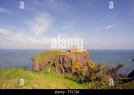 Augenhöhe Ansicht von Dunnottar Castle auf einem Felsen und Meer, Stonehaven, Aberdeenshire, Schottland, Großbritannien. mit Ginster Bush im Vordergrund umgeben. Stockfoto
