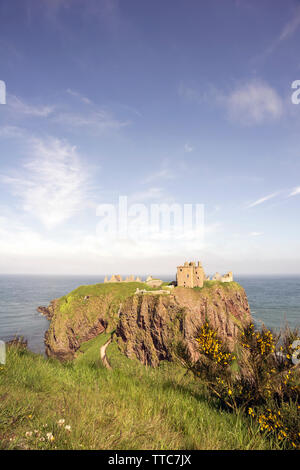 Augenhöhe Ansicht von Dunnottar Castle auf einem Felsen und Meer, Stonehaven, Aberdeenshire, Schottland, Großbritannien. mit Ginster Bush im Vordergrund umgeben. Stockfoto