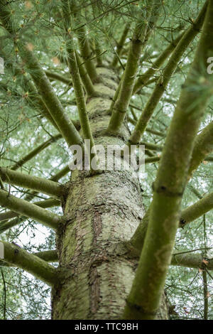 Ansicht von unten auf das reiche immergrüne Nadelbaum Pine Tree Trunk mit wachsenden Zweige Stockfoto