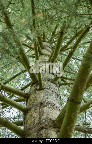 Ansicht von unten auf das reiche immergrüne Nadelbaum Pine Tree Trunk mit wachsenden Zweige Stockfoto