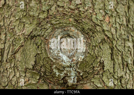 Detail einer Niederlassung an einem Baumstamm abgeschnitten Stockfoto