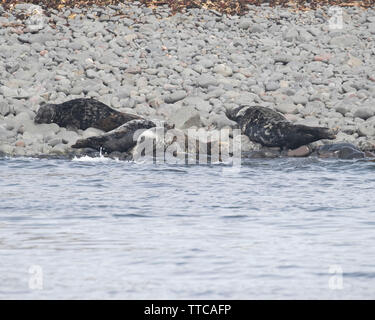 Graue Dichtungen liegt am Ufer des Farne Islands Stockfoto