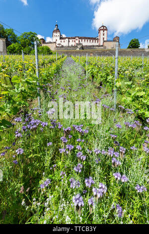 Blick durch Weinreben und blühenden Wildblumen bis zur Festung Marienberg oberhalb der Stadt Würzbuerg am Main, Bayern, Deutschland Stockfoto