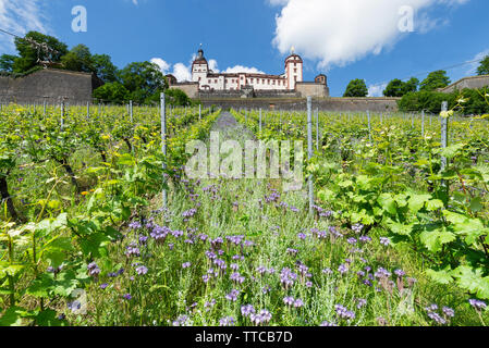 Blick durch Weinreben und blühenden Wildblumen bis zur Festung Marienberg oberhalb der Stadt Würzbuerg am Main, Bayern, Deutschland Stockfoto