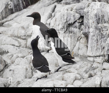 Zwei tordalken und einem guillemot auf die Farne Islands Stockfoto