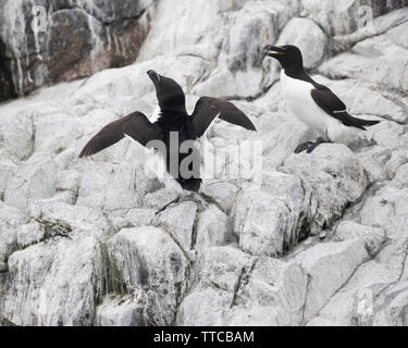 Zwei tordalken auf die Farne Islands in Northumberland Stockfoto