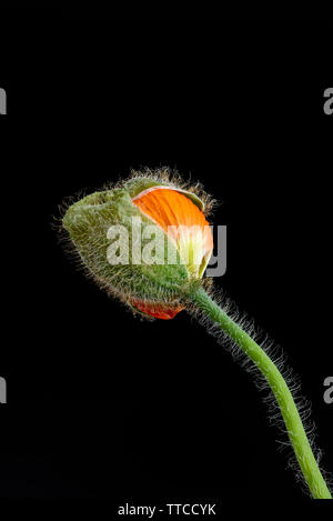 Isolierte Junge schlüpfen orange Island Mohn Blüte Makro, eine florale Kunst Stillleben, Blüte zu öffnen, schwarzer Hintergrund, detaillierte Textur Stockfoto