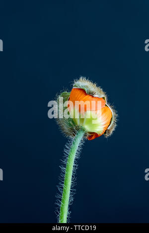 Isolierte Junge schlüpfen orange Island Mohn Blüte Makro, florale Kunst Stillleben, Blüte zu öffnen, blauer Hintergrund, detaillierte Textur Stockfoto