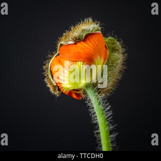 Isolierte Junge schlüpfen orange Island Mohn Blüte Makro, florale Kunst Stillleben, Blüte zu öffnen, Stammzellen, schwarzer Hintergrund, detaillierte Textur Stockfoto