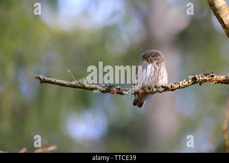 Ein erwachsenes Männchen eurasischen Sperlingskauz (Glaucidium passerinum) in der Nähe des Nest im Wald von Bialowieza Polen gehockt Stockfoto