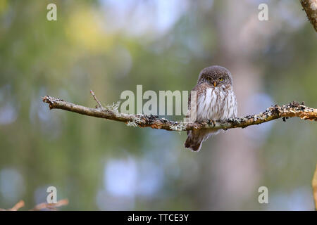 Ein erwachsenes Männchen eurasischen Sperlingskauz (Glaucidium passerinum) in der Nähe des Nest im Wald von Bialowieza Polen gehockt Stockfoto