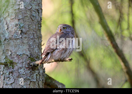 Ein erwachsenes Männchen eurasischen Sperlingskauz (Glaucidium passerinum) in der Nähe des Nest im Wald von Bialowieza Polen gehockt Stockfoto