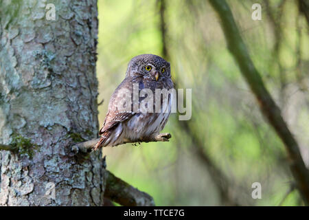 Ein erwachsenes Männchen eurasischen Sperlingskauz (Glaucidium passerinum) in der Nähe des Nest im Wald von Bialowieza Polen gehockt Stockfoto