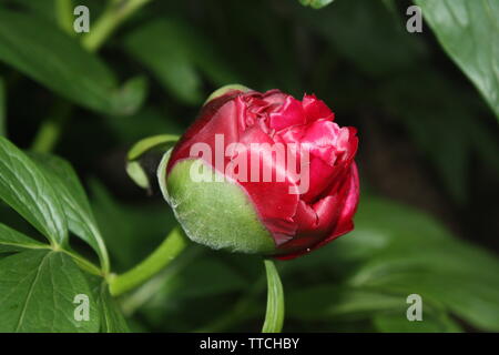 Nahaufnahme der roten Rose in einer Gartenpflanze bei Nacht Stockfoto