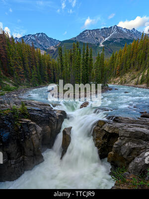 Sommer am Sunwapta Falls an der Icefields Parkway, Jasper National Park, Alberta, Kanada Stockfoto