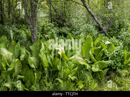 Eine große Vielfalt von Pflanzen, wie westliche Skunk cabbage (Lysichiton americanus) kann auf die Skunk cabbage Trail in den Columbia Mountains beobachtet - ein. Stockfoto