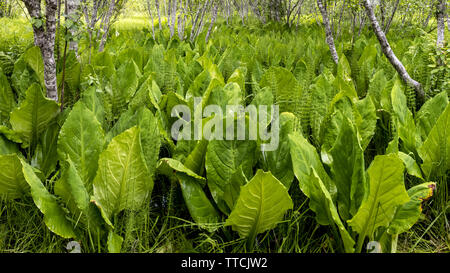 Eine große Vielfalt von Pflanzen, wie westliche Skunk cabbage (Lysichiton americanus) kann auf die Skunk cabbage Trail in den Columbia Mountains beobachtet - ein. Stockfoto