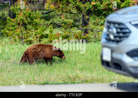 Amerikanischer Schwarzbär (Ursus americanus) im Zimt Farbe, schafft einen gefährlichen Verkehrssituationen wile aus der Wüste, und läuft durch Stockfoto