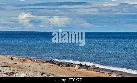 PORTGORDON STRAND Moray in Schottland SEEHUNDE LIEGEN AUF DEM SAND UND LOSSIEMOUTH IN DER FERNE Stockfoto