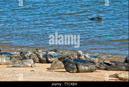 PORTGORDON STRAND Moray in Schottland SEEHUNDE LIEGEN AUF DEM SAND UND IM MEER Stockfoto