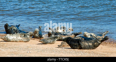 PORTGORDON STRAND Moray in Schottland SEEHUNDE LIEGEN AUF DEM SAND UND SONNENBADEN Stockfoto