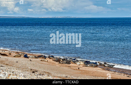 PORTGORDON STRAND Moray in Schottland SEEHUNDE LIEGEN AUF DEM SAND UNTER DIE Häuser des Dorfes und LOSSIEMOUTH IN DER FERNE Stockfoto