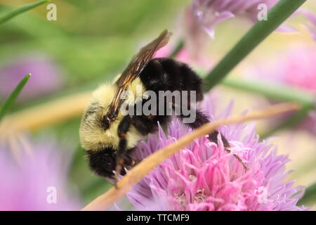 Makro Foto eines Gemeinsamen östlichen Bumble Bee Nahrungssuche auf die Blumen einer Schnittlauch Anlage. Stockfoto