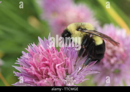 Makro Foto eines Gemeinsamen östlichen Bumble Bee Nahrungssuche auf die Blumen einer Schnittlauch Anlage. Stockfoto