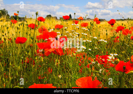 Blick auf Gerste Gras Feld im Sommer mit roter Mais Blumen Mohn (Papaver rhoeas) Stockfoto