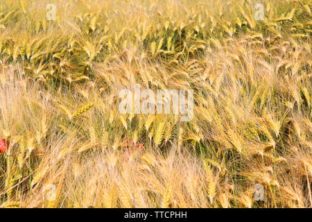 Blick auf Gerste Gras Feld im Sommer Stockfoto