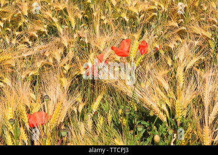 Blick auf Gerste Gras Feld im Sommer mit roter Mais Blumen Mohn (Papaver rhoeas) Stockfoto