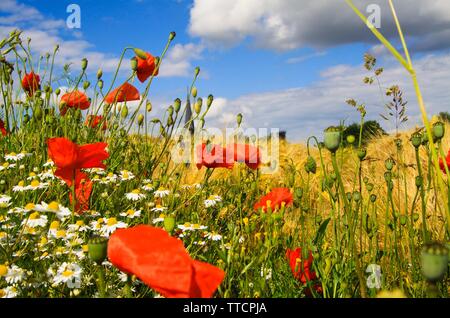 Blick auf Gerste Gras Feld im Sommer mit roter Mais Blumen Mohn (Papaver rhoeas) gegen den blauen Himmel mit vereinzelten Cumuluswolken Stockfoto