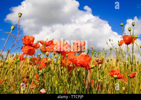 Blick auf Gerste Gras Feld im Sommer mit roter Mais Blumen Mohn (Papaver rhoeas) gegen den blauen Himmel mit vereinzelten Cumuluswolken Stockfoto