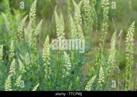 Reseda lutea, Gelbe Resede, Wilde Resede Blumen closeup Stockfoto