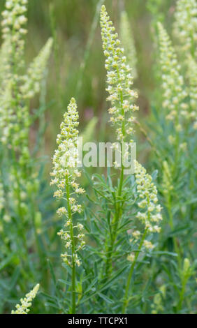 Reseda lutea, Gelbe Resede, Wilde Resede Blumen closeup Stockfoto