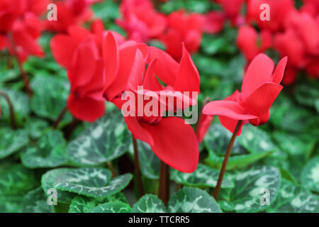 Winter Blumen: cyclamen Blumen im Gewächshaus, close-up Stockfoto