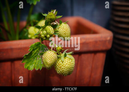 Homegrown Unreife Erdbeeren in einem Terrakottatopf Stockfoto