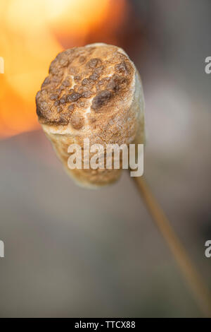 Ein perfekt geröstetes Marshmallow durch ein Lagerfeuer. Stockfoto