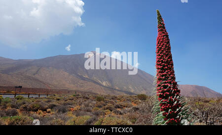 Der Nationalpark Teide, mit dem Vulkan Pico del Teide umgeben von der endemischen Vegetation und eine Einsame Blume von Echium wildpretii Stockfoto